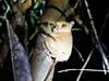 fauna na Borneu